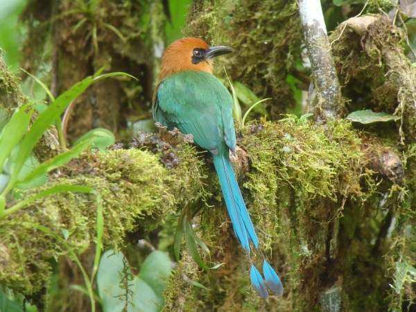 Broad-billed Motmot
