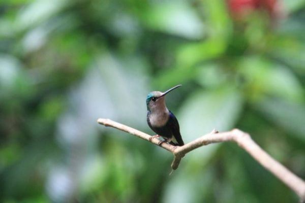 Green-crowned woodnymph