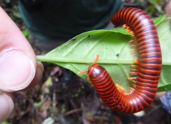 Millipede