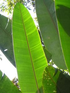 Heliconia leaves