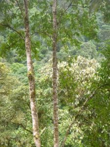Over the canopy from the entrance trail
