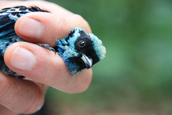 Beryl-spangled Tanager in hand