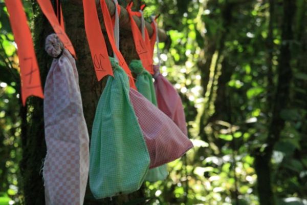 Bagged birds await banding