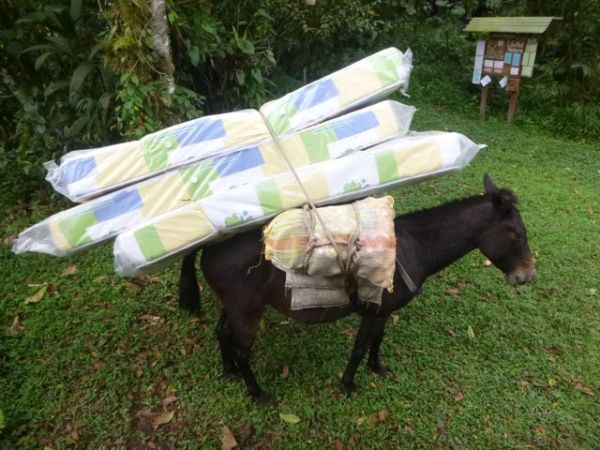 New mattresses arrive by mule for nesting birders