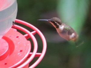 Purple-throated woodstar female
