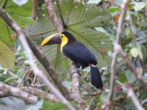 This toucan wants you to come visit too. (It's either a Choco or Chestnut-mandibled toucan - you have to hear their very different calls in order to differentiate them.)