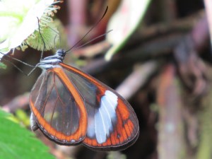 Butterfly with transparent wings