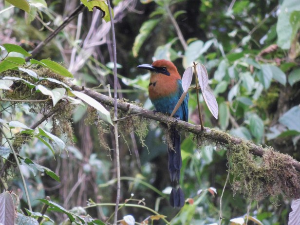 broad-billed motmot