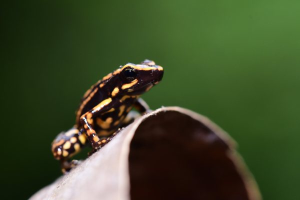 DAWA Blog Photo copy