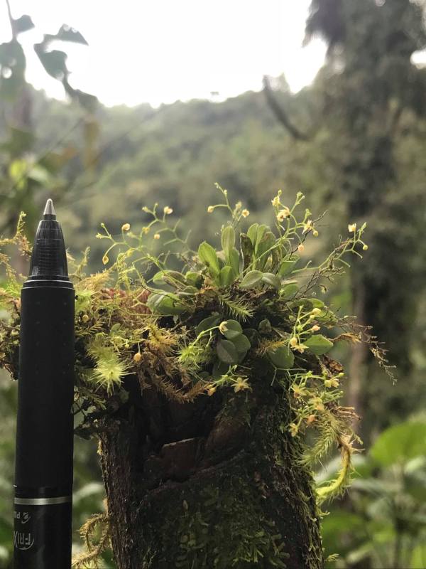 54521932_1417692488383404_7901192412347760640_n