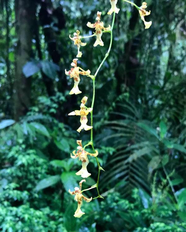 58420214_409124703212650_6372259500367282176_n