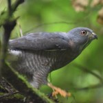 UNADJUSTEDNONRAW_thumb_4b89