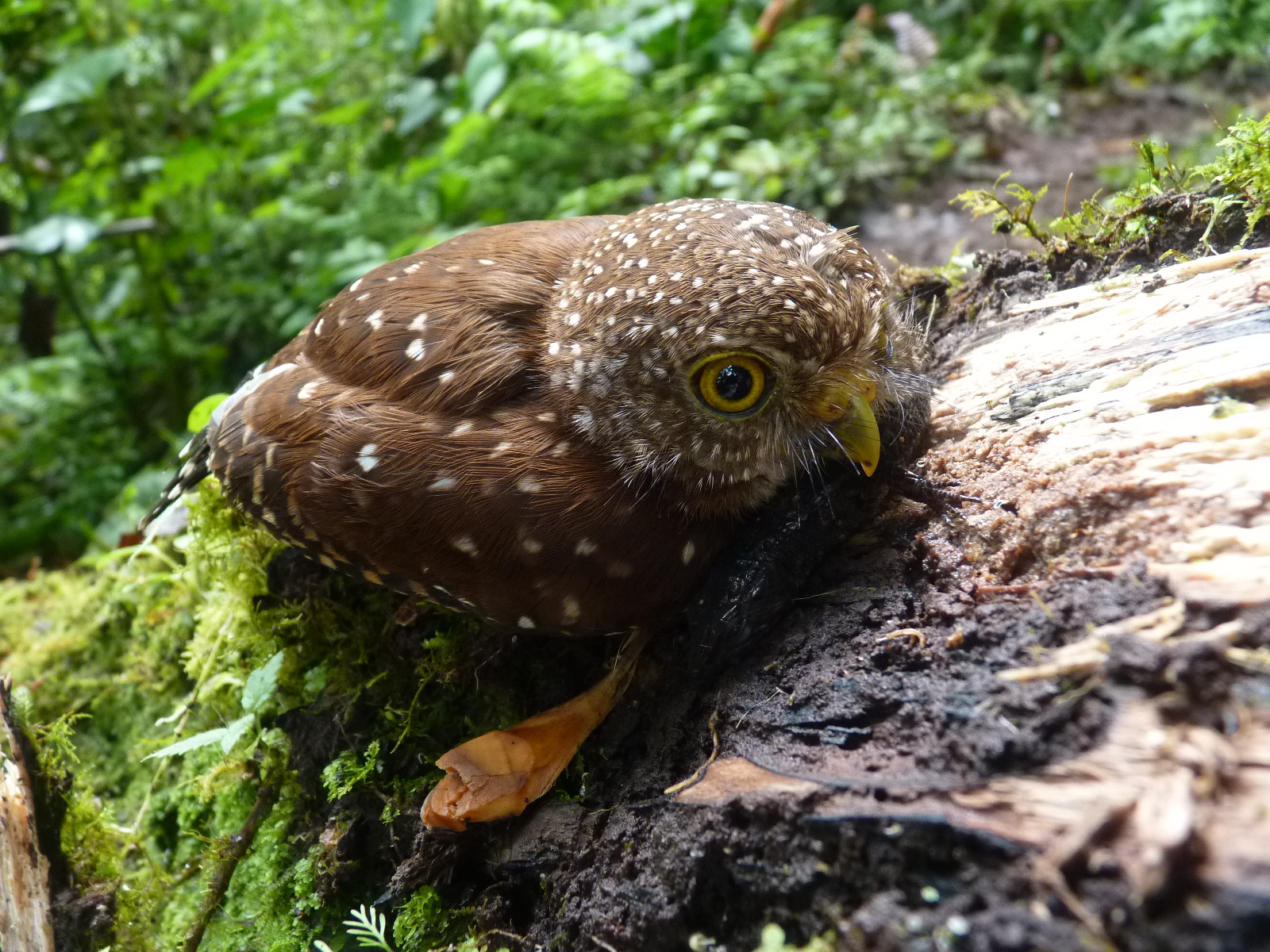 Cloud Forest Pig. Owl On Log N