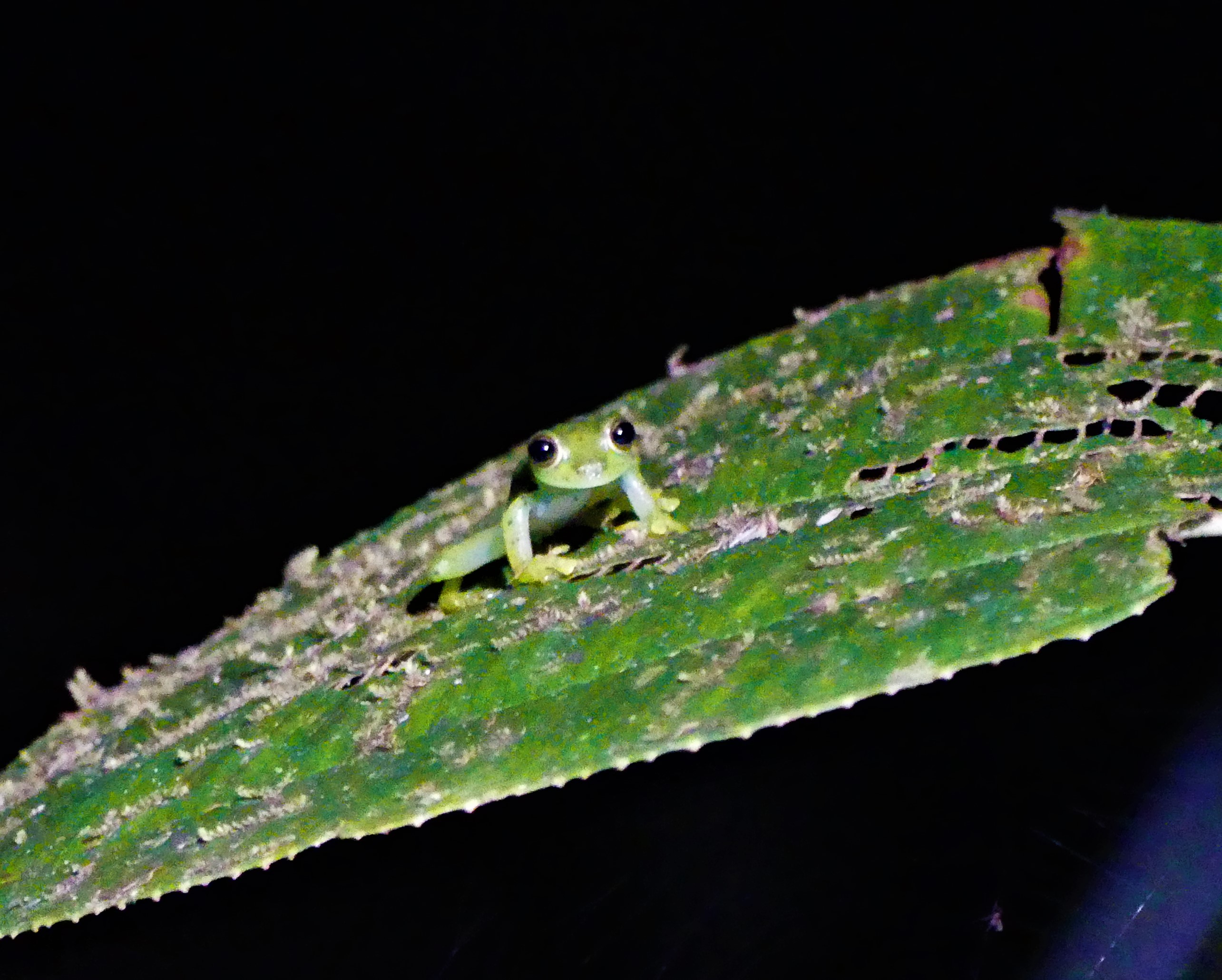 glass frog las tangaras mindo nature reserve ecuador