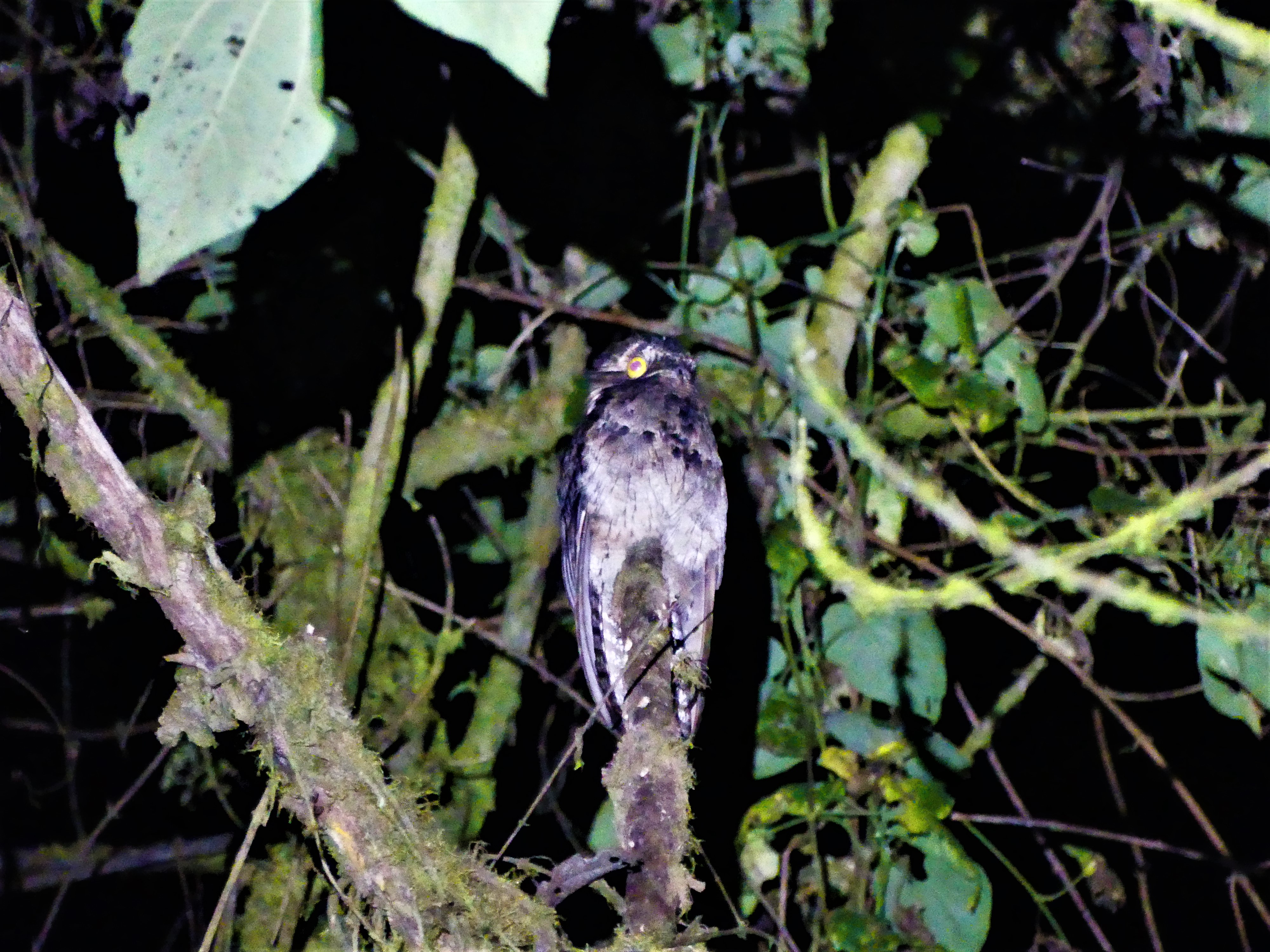 potoo las tangaras nature reserve ecuador