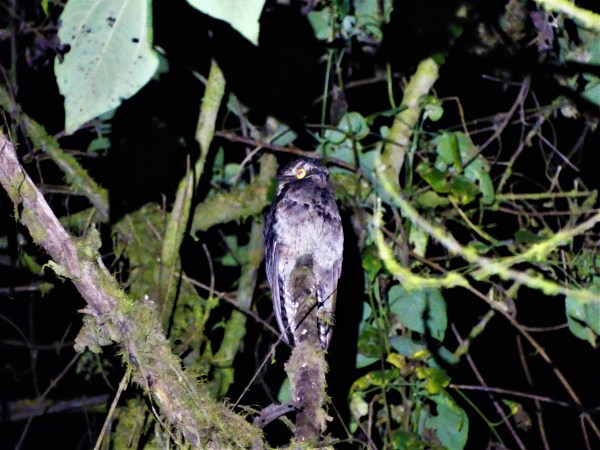 potoo las tangaras nature reserve ecuador