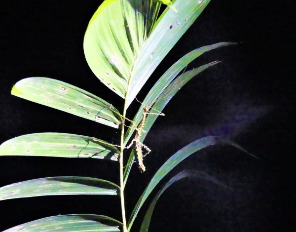 stickinsect las tangaras mindo night jungle ecuador