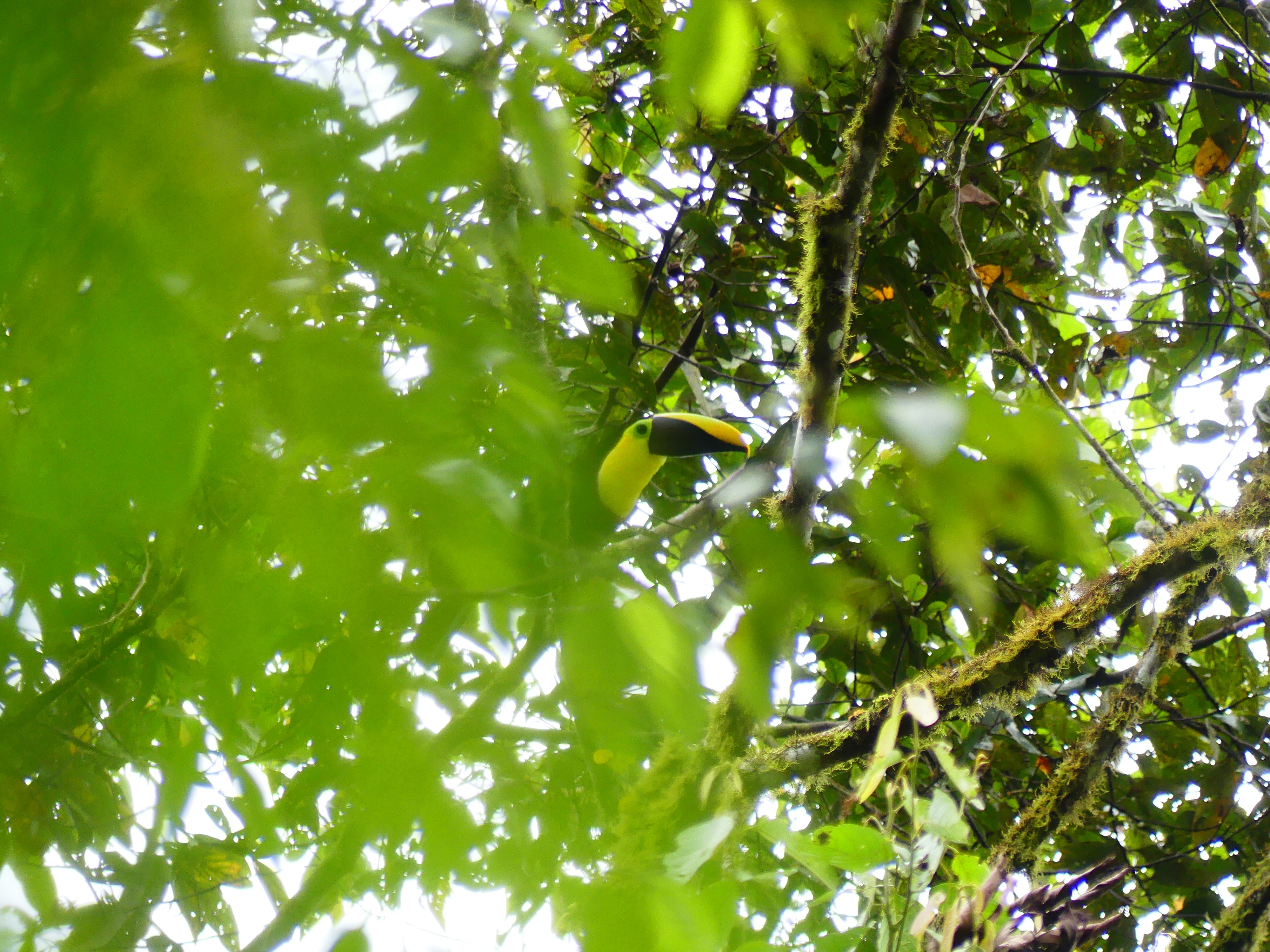 Toucan Reserva Las Tangaras